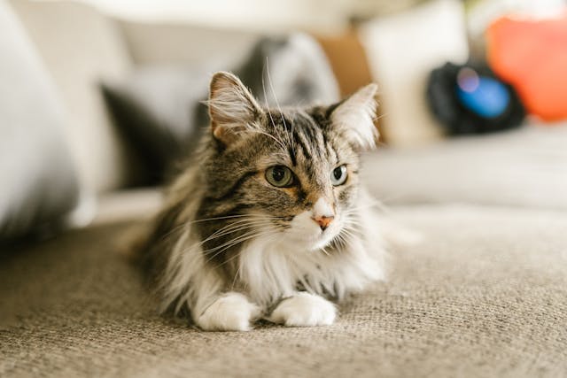 A cat laying on a couch